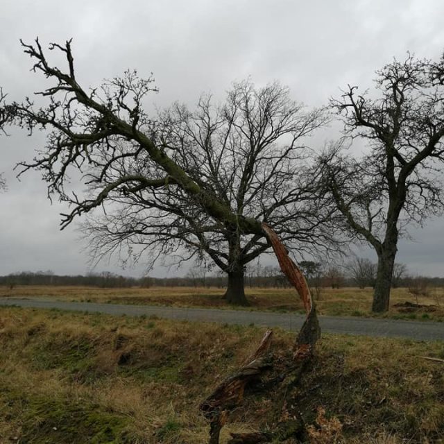 eingedrehter Baum